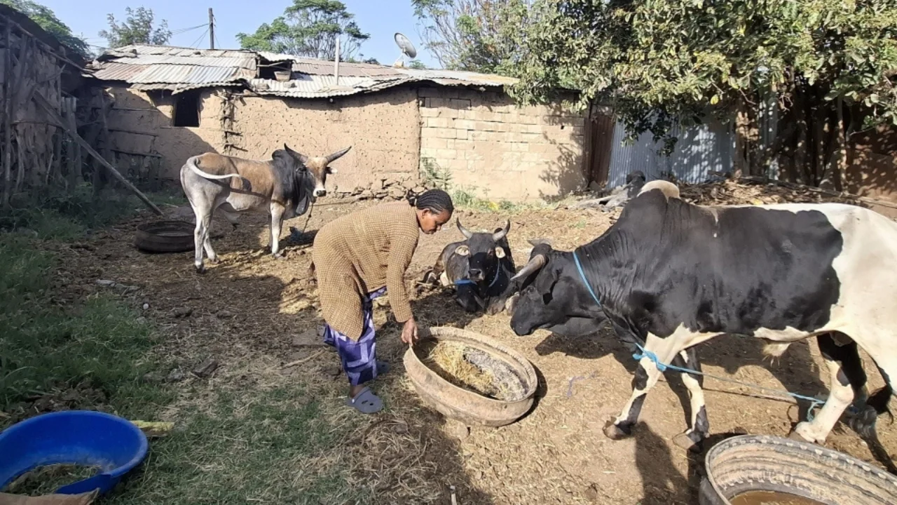 beshewa-while-feeding-the-oxen-she-purchased